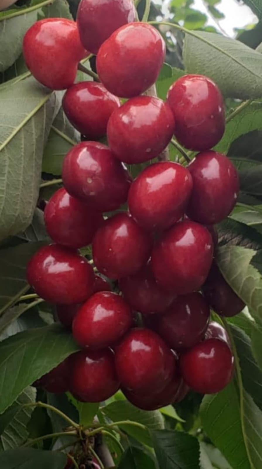 cereza-4.jpg